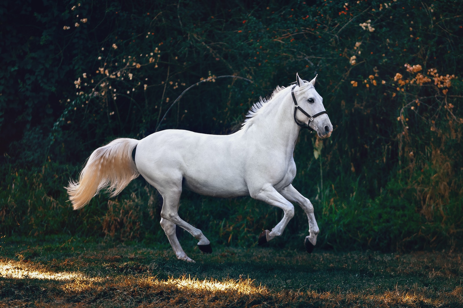 Comment négocier le prix de votre assurance cheval avec les compagnies d&rsquo;assurance ?